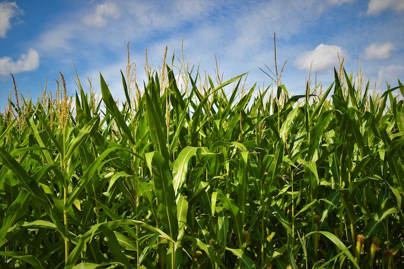 Tall Cornstalks in a Corn Field for Corn maze 