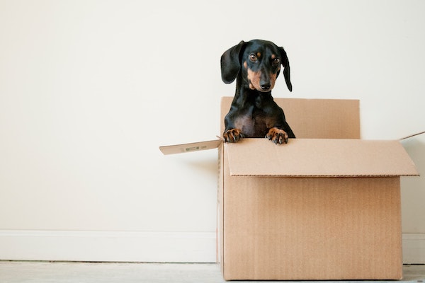 A Small Black and Brown Dog in a Moving box